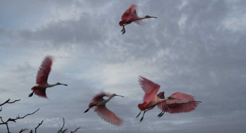 Pink flamingoes take flight into a gray sky 